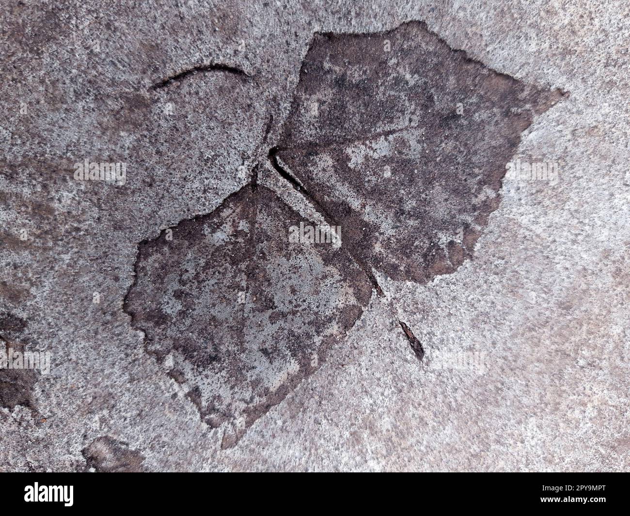 Fallen leaf print on concrete Stock Photo