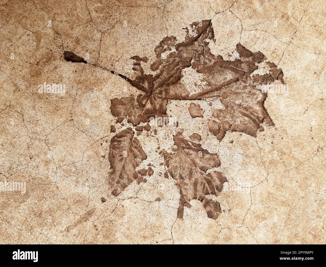 Fallen leaf print on concrete Stock Photo