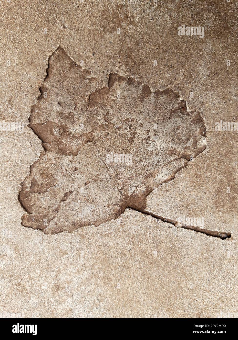 Fallen leaf print on concrete Stock Photo