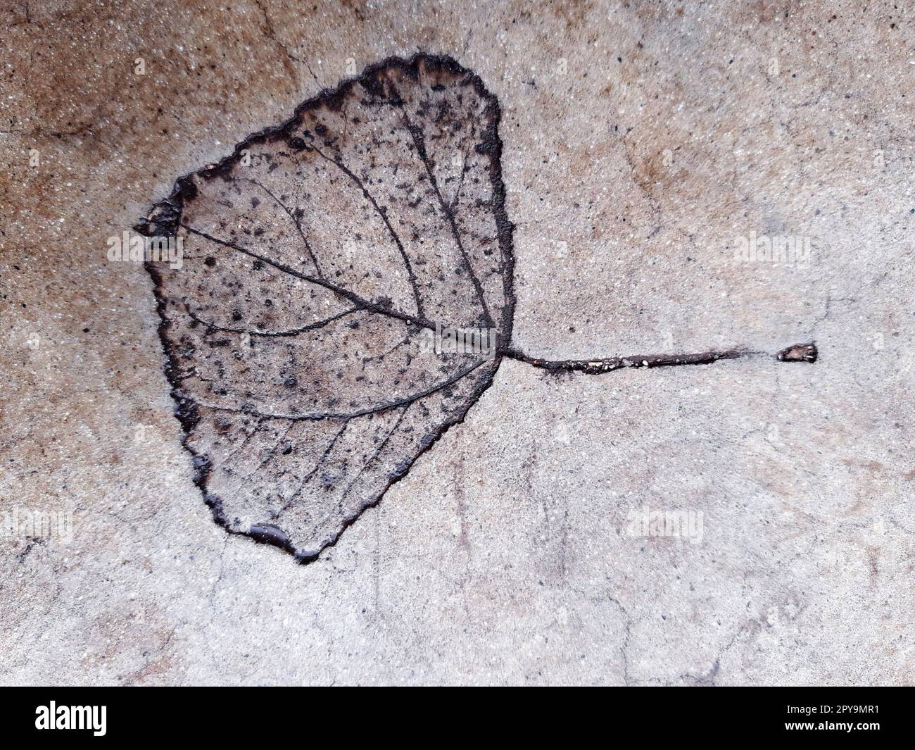 Fallen leaf print on concrete Stock Photo