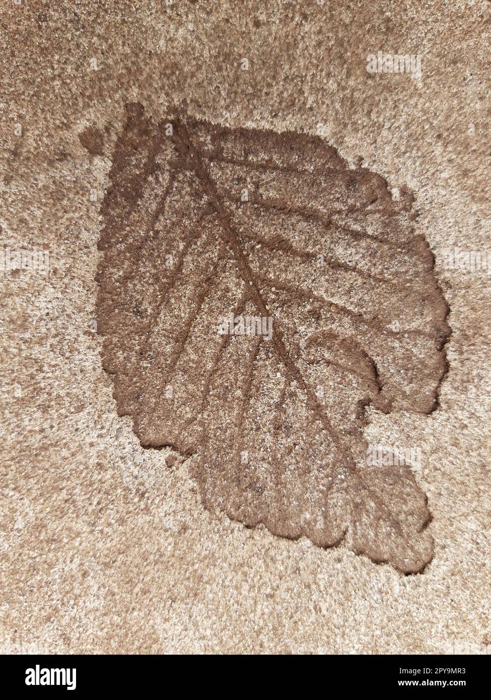Fallen leaf print on concrete Stock Photo