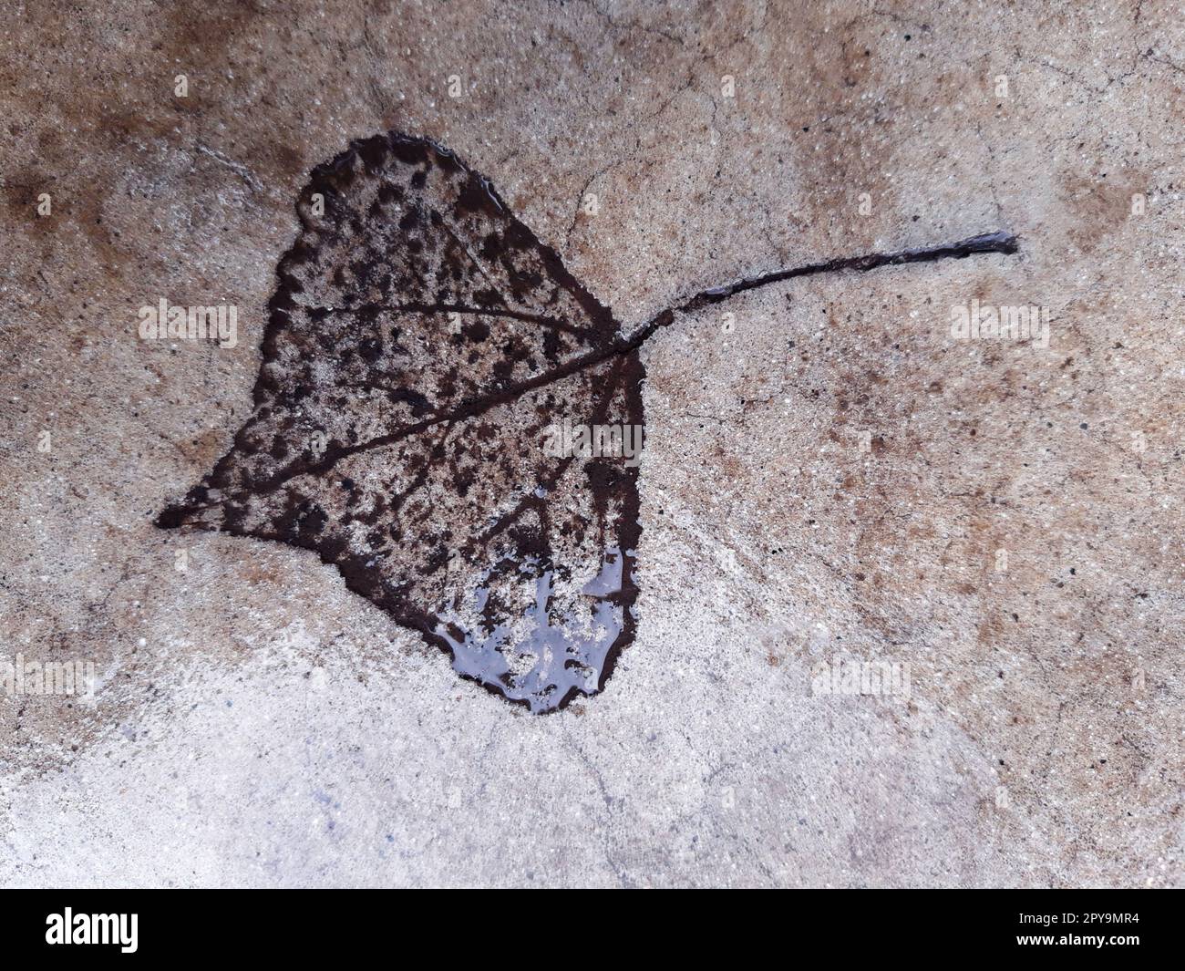 Fallen leaf print on concrete Stock Photo