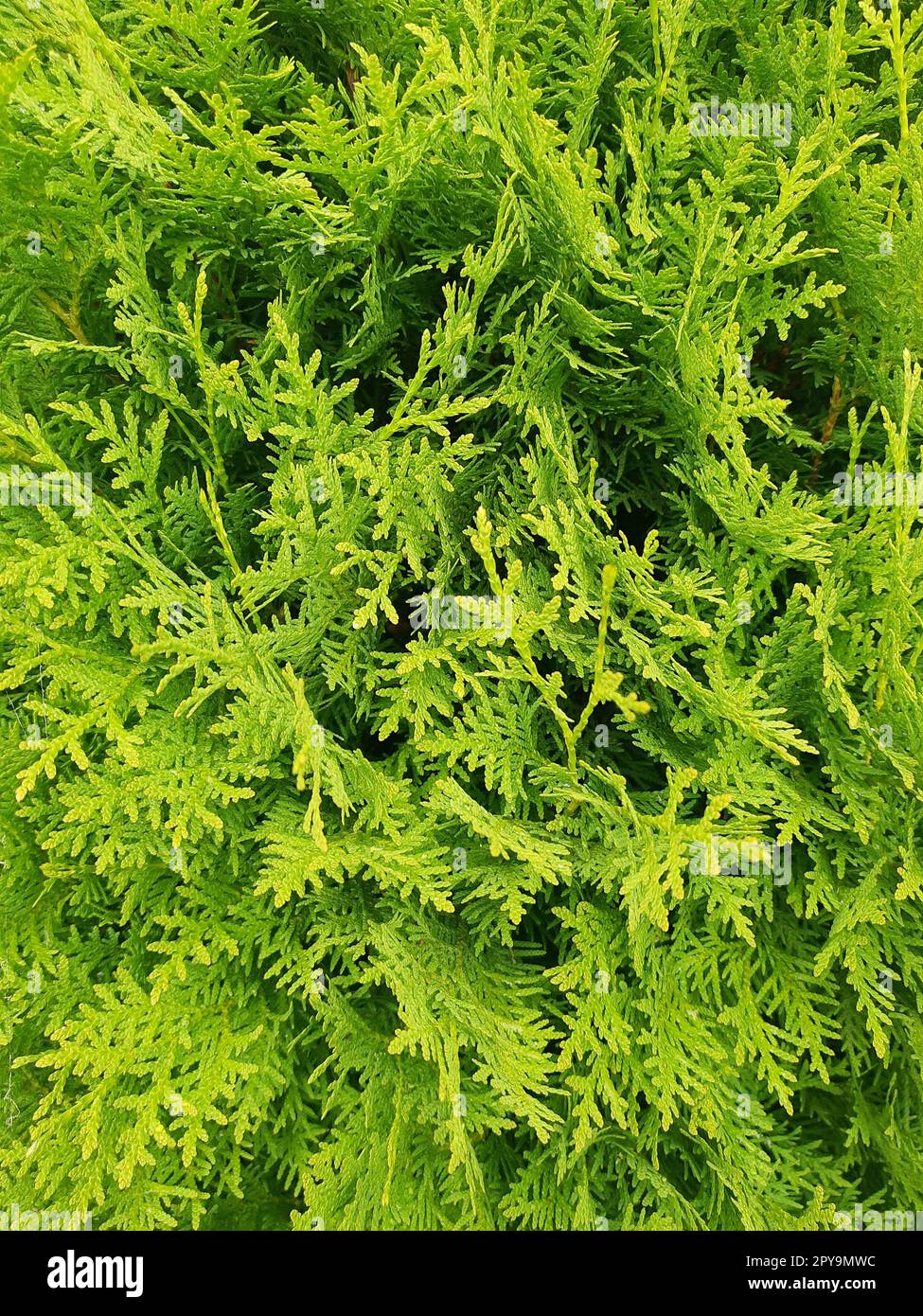 Green thuja bush close up Stock Photo