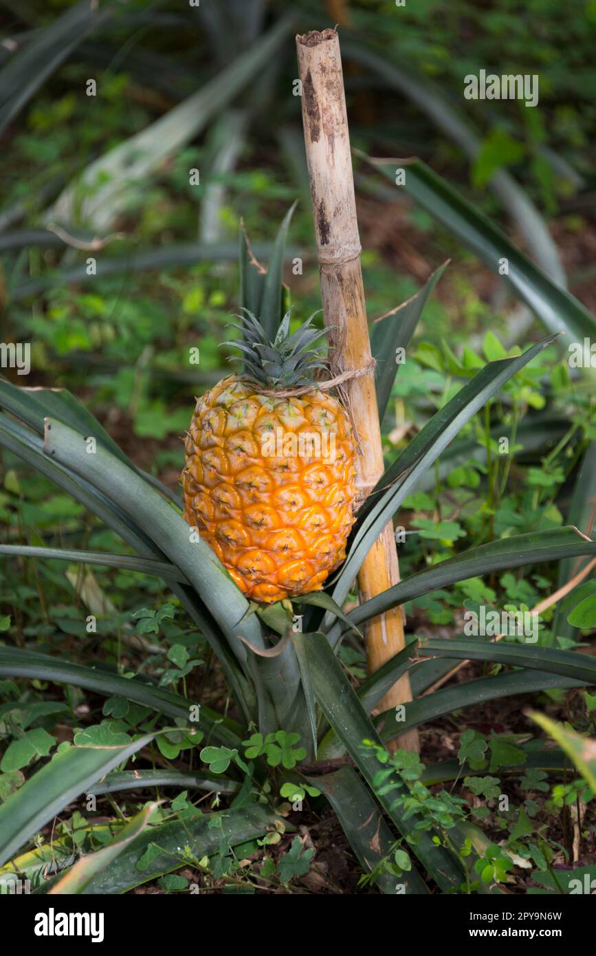 Pineapple, Pineapple Plantation, Faja de Baixo, Sao Miguel, Azores