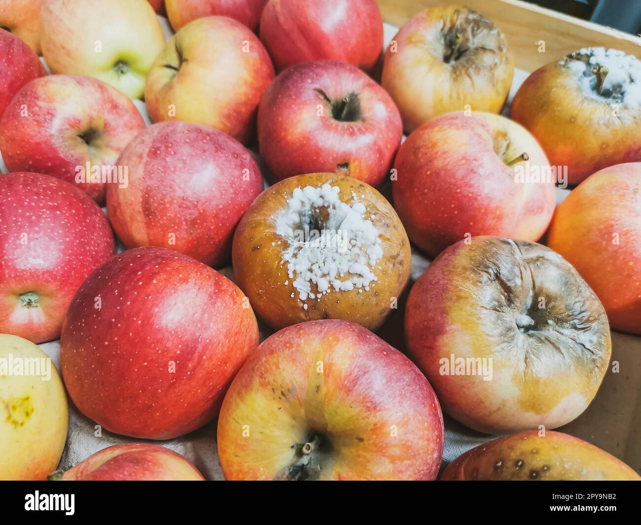 A close-up on rotten Gala apples in a wooden box. White coating on the ...