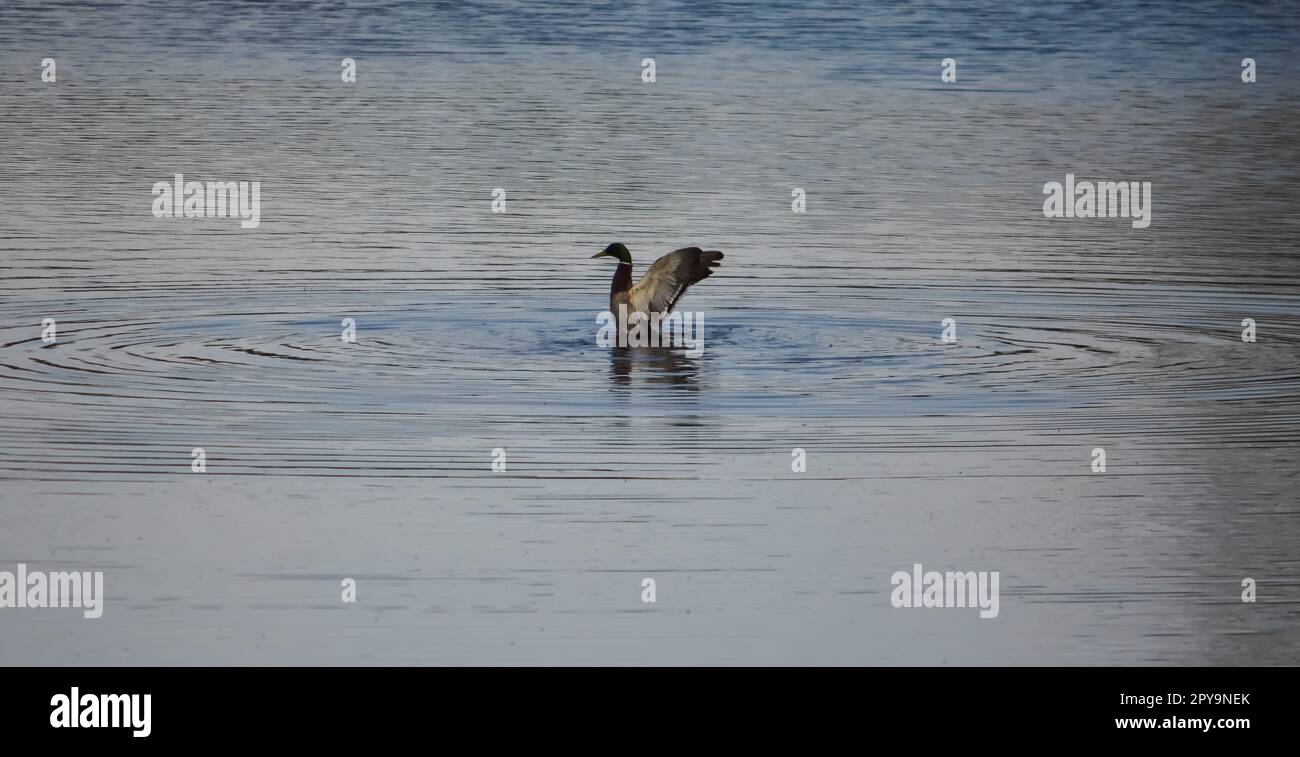 Bird Ripples Water Water surface small ripples hi-res stock photography and images - Alamy