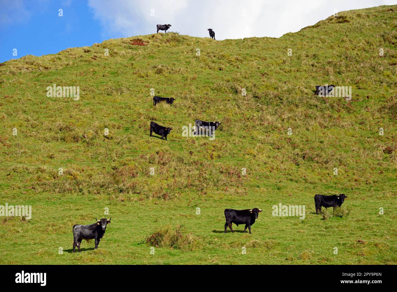 Bulls, Terceira, Azores, Portugal Stock Photo