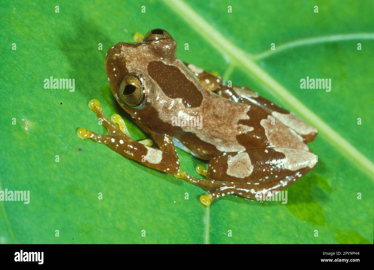 African tree frog, Tai forest, Ivory Coast Stock Photo Alamy
