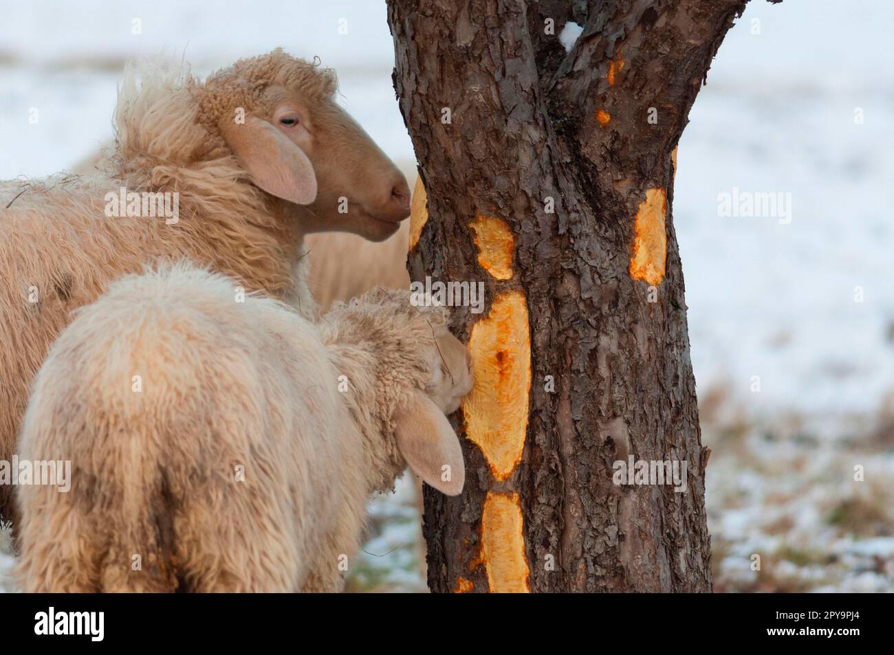 Domestic sheep eat tree bark, browsing Stock Photo Alamy