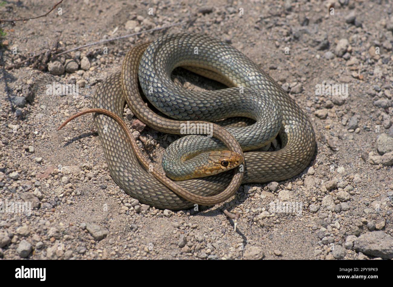 Big whip snake Stock Photo Alamy