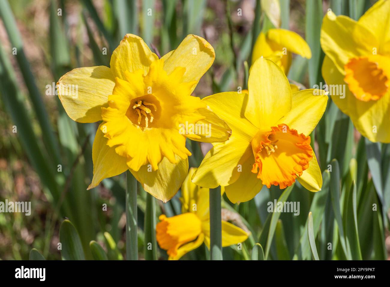 Spring Flowers By The Wayside Stock Photo Alamy