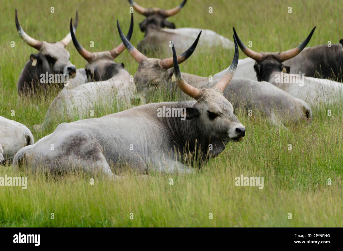 Central european steppe hi-res stock photography and images - Alamy