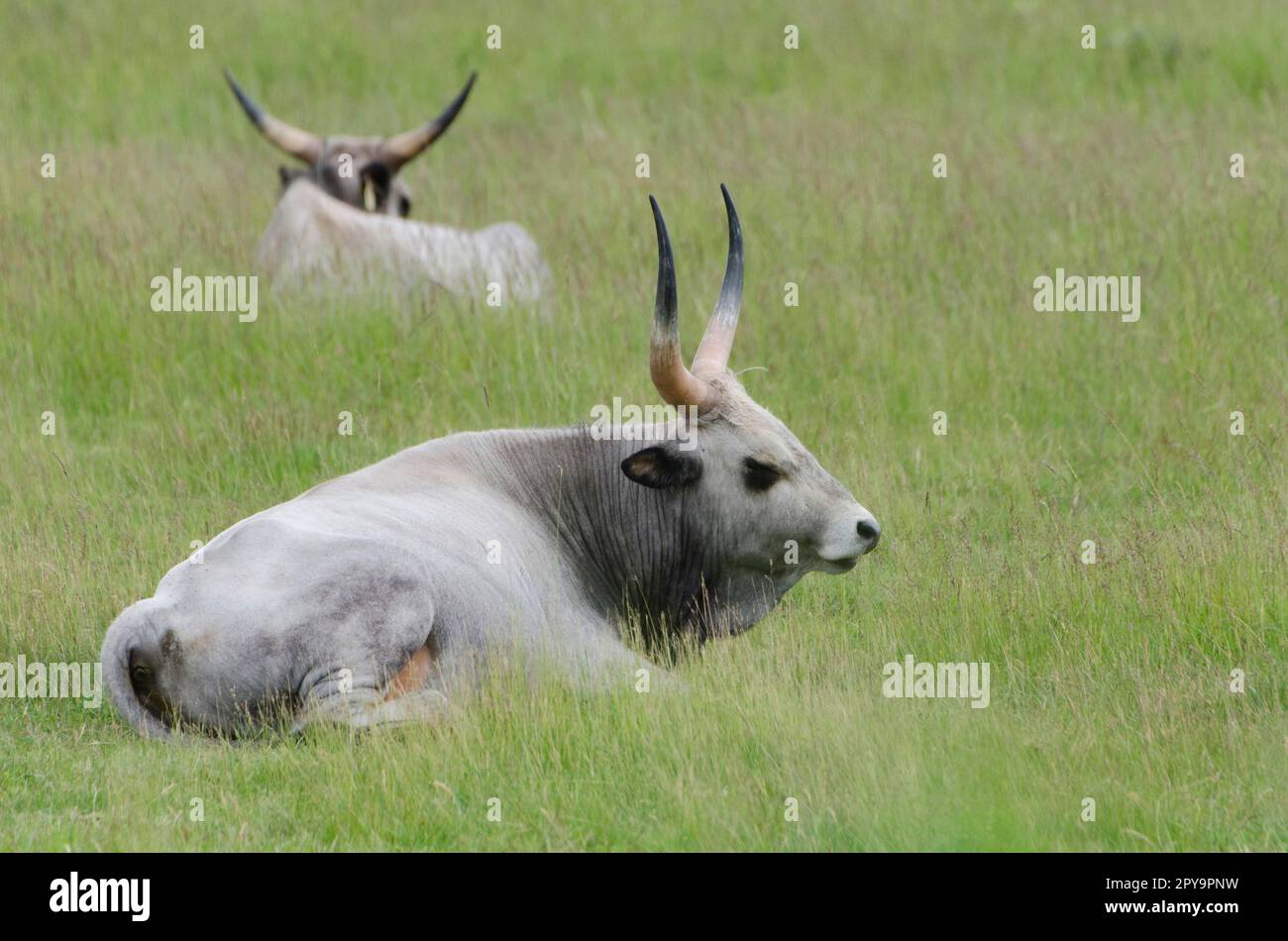 Central european steppe hi-res stock photography and images - Alamy