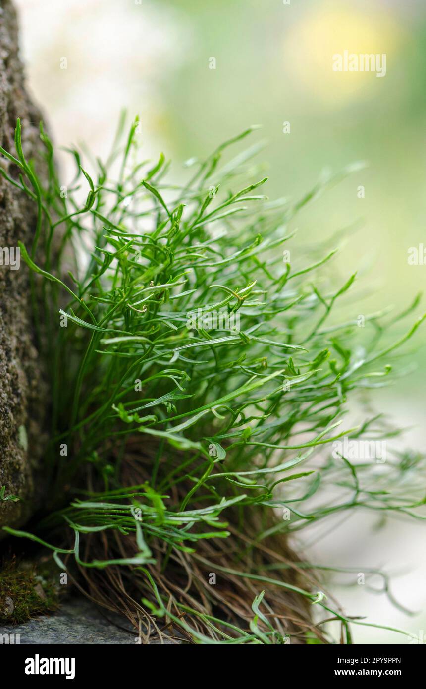 Nordic striped fern Stock Photo