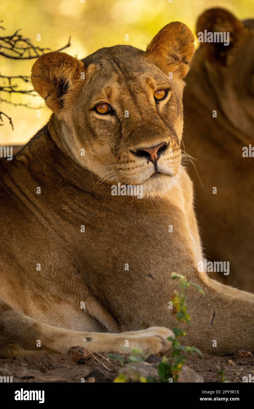 Lion in the bushes hi-res stock photography and images - Alamy