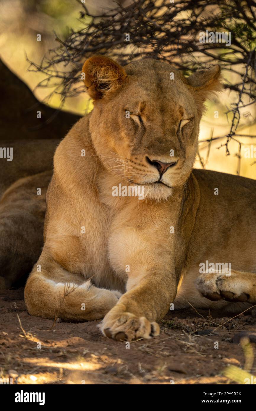 Close-up of lioness lying with eyes closed Stock Photo