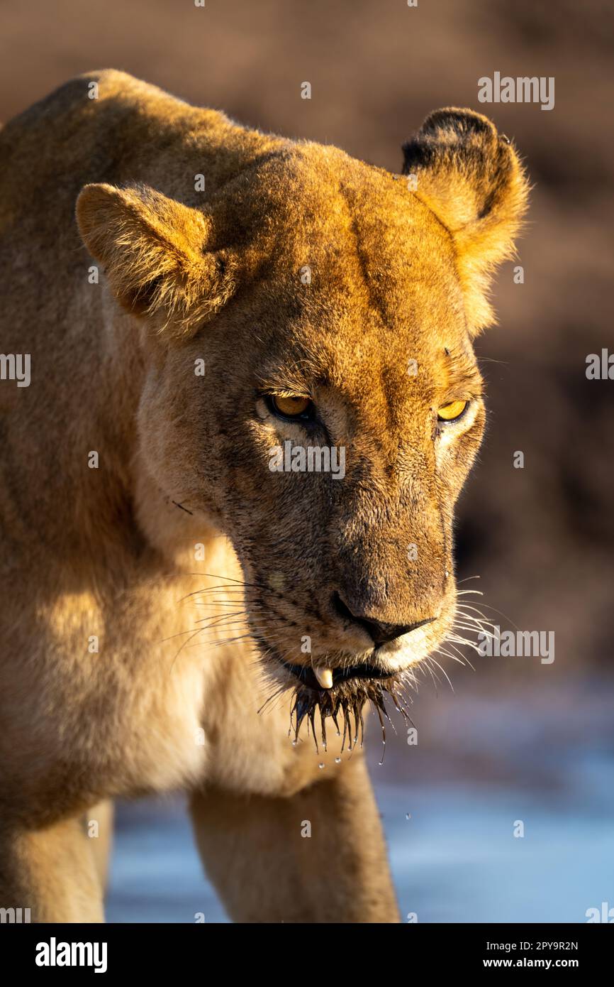 Close-up of lioness standing with broken tooth Stock Photo