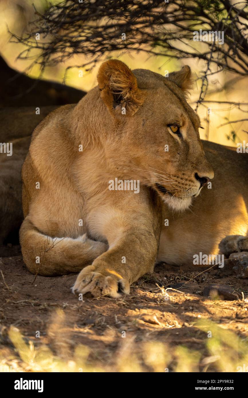 Close-up of lioness with catchlight in shade Stock Photo