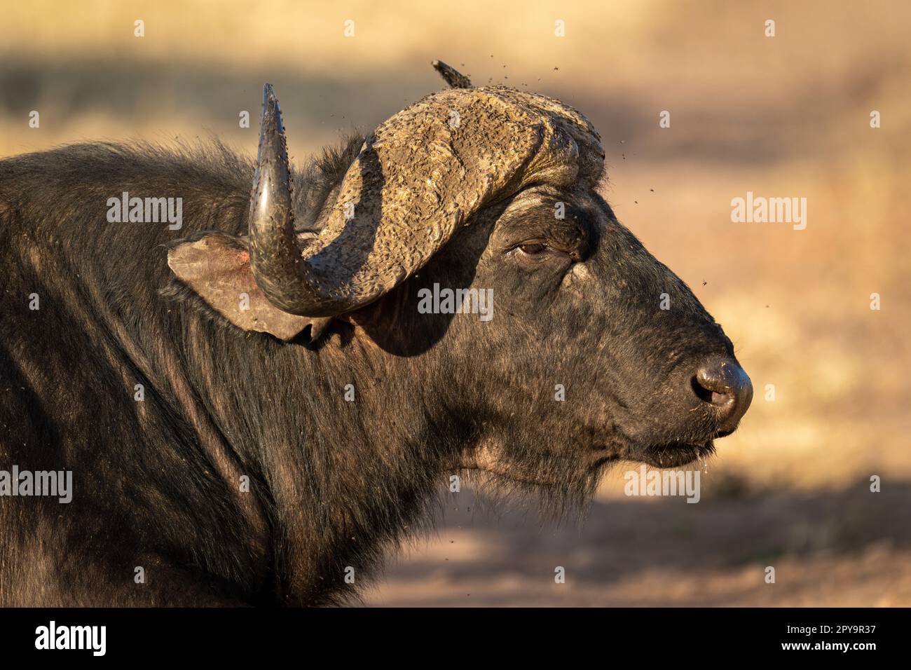 Close-up of male Cape buffalo in profile Stock Photo - Alamy