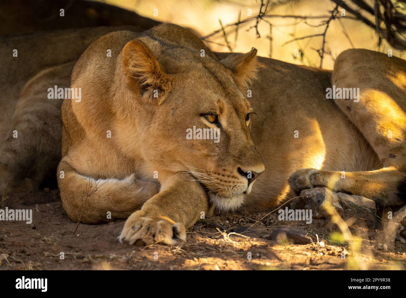 Close-up of lioness with catchlight under bush Stock Photo