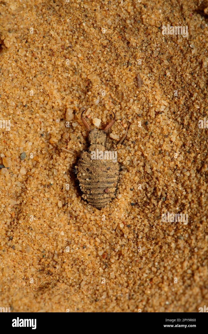 Dune ant lion Stock Photo - Alamy