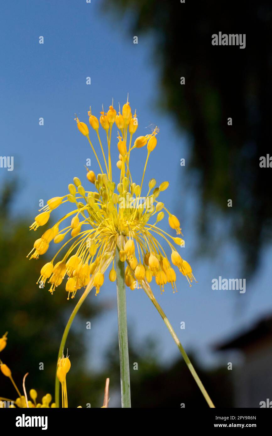 Yellow leek Stock Photo