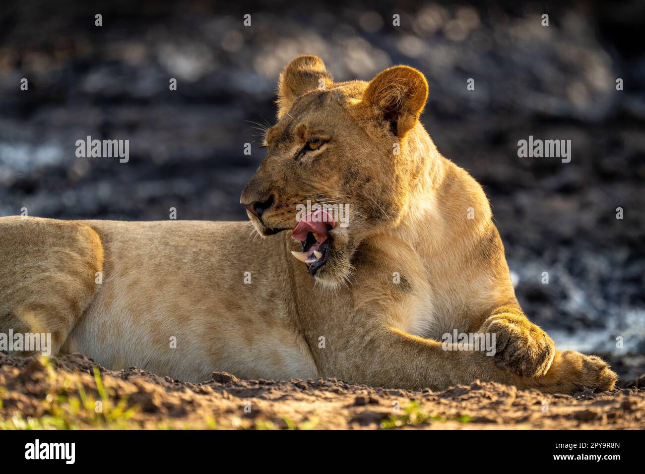 Close-up of young lion lying licking lips Stock Photo