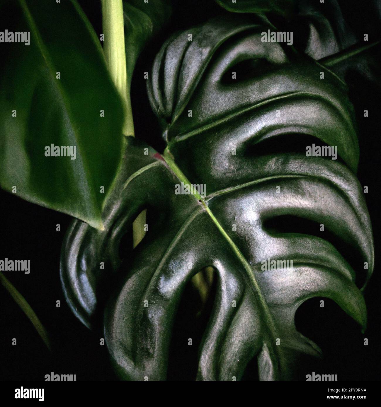 Philodendron is a large genus of flowering plants in the family Araceae,  Anthurium, grown as ornamental and indoor plants. Rain forest. Green velvet  Stock Photo - Alamy