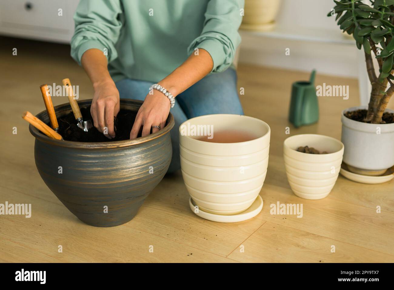 Closeup female gardener transplanting green plants in ceramic pots on the floor. Concept of home