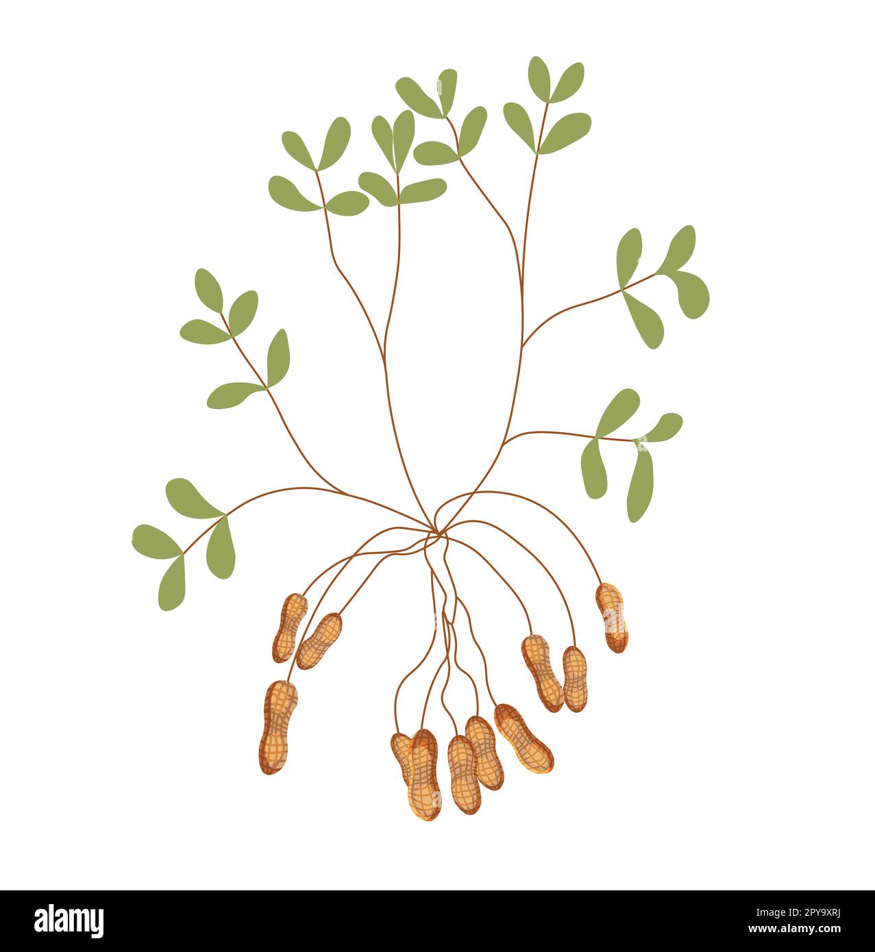 peanut plant life cycle