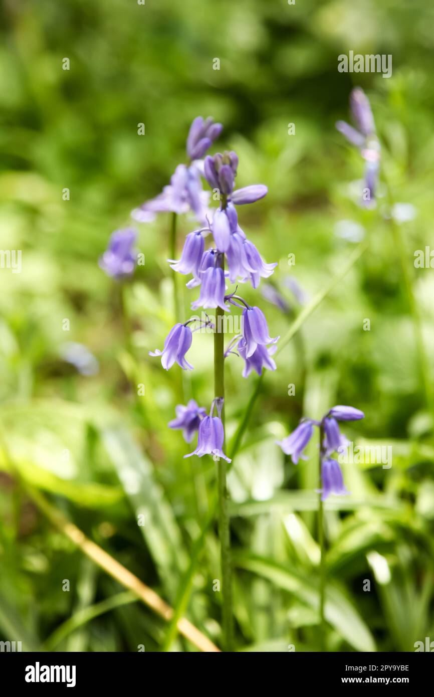 British Bluebells, Hyacinthoides non-scripta, bluebell flowering during Spring in UK garden woodland, bell-shaped perennial herbs, 2023 Stock Photo