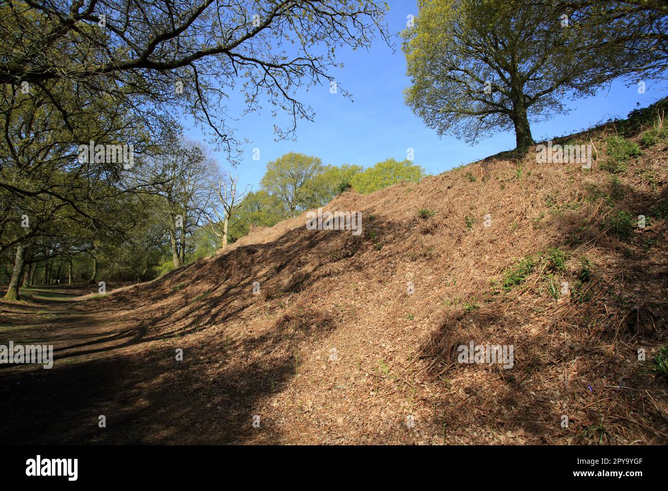 Kinver edge iron age hillfort ramparts and ditch. Stock Photo