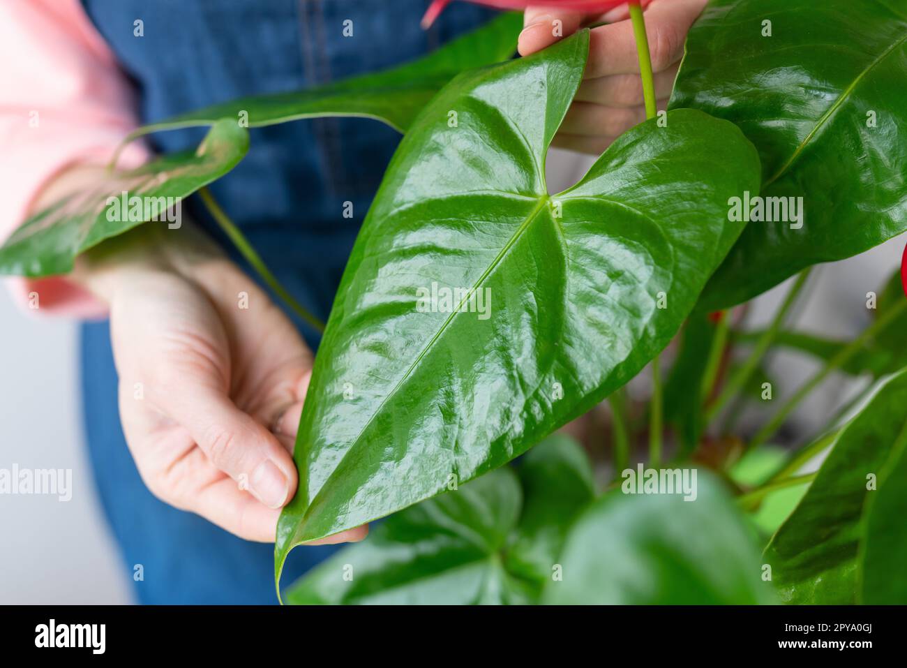 The girl wipes the large green leaves near the anthurium flowerpot from dust, the shine of the leaf. Care and trimming of flowerpots at home. Stock Photo