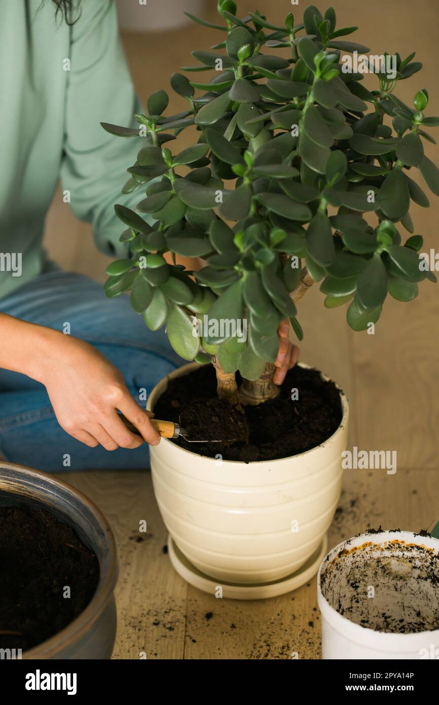 Spring hobby close up woman transplanting in flower pot houseplant with dirt or soil at home. Gardening plant and green tropical concept Stock Photo