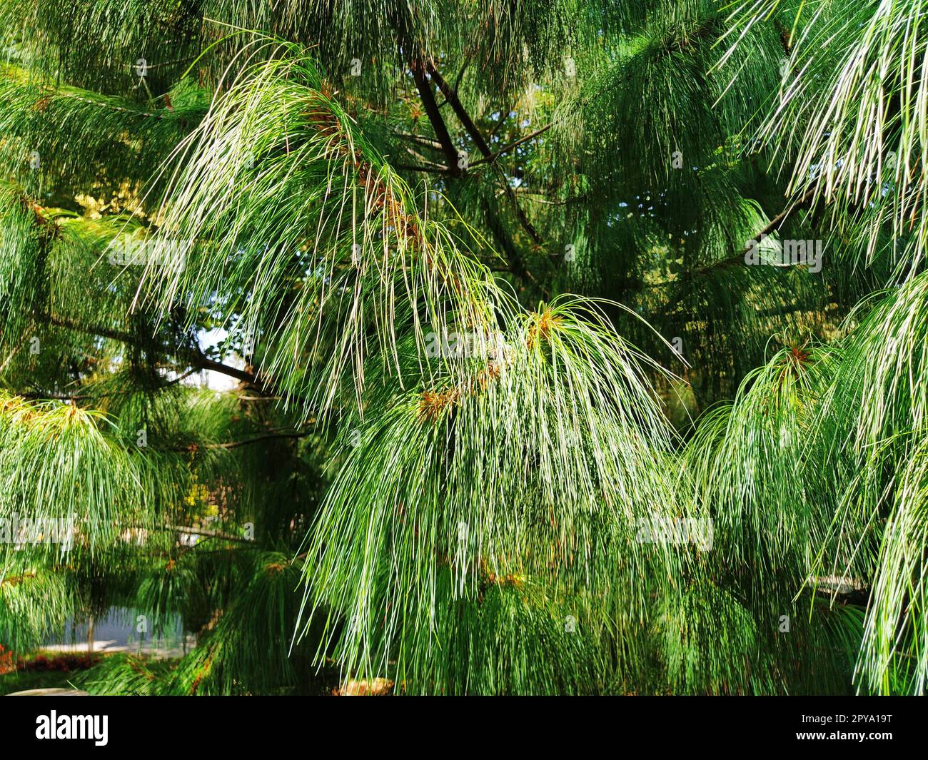 Green pine branch with long needles. Evergreen gymnosperms conifers