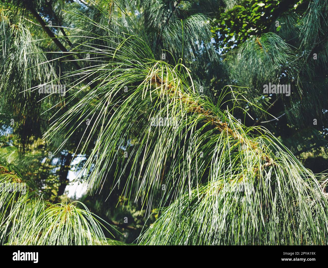Green pine branch with long needles. Evergreen gymnosperms conifers