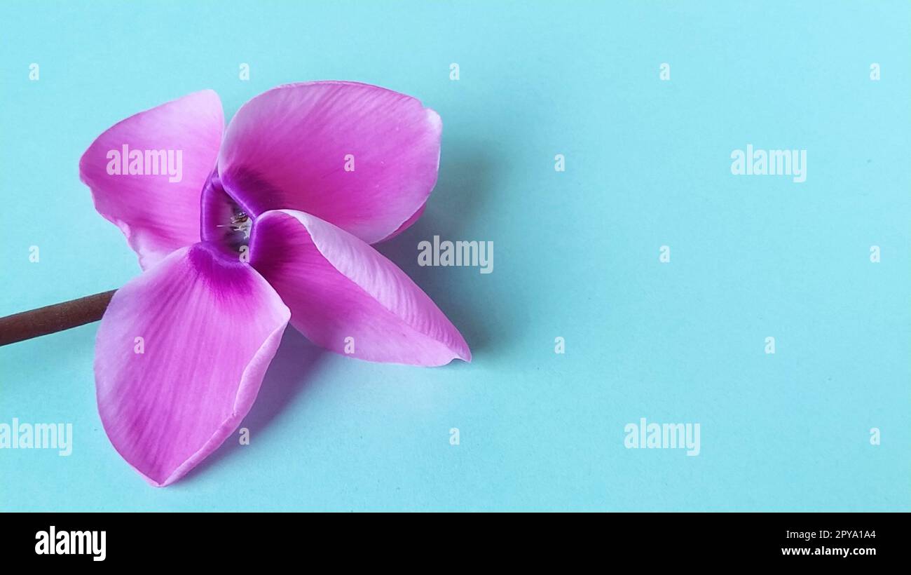 Pink cyclamen flower on a blue background. A tender plant is ripped off. Greeting card or congratulation on March 8 or mothers day. Stock Photo