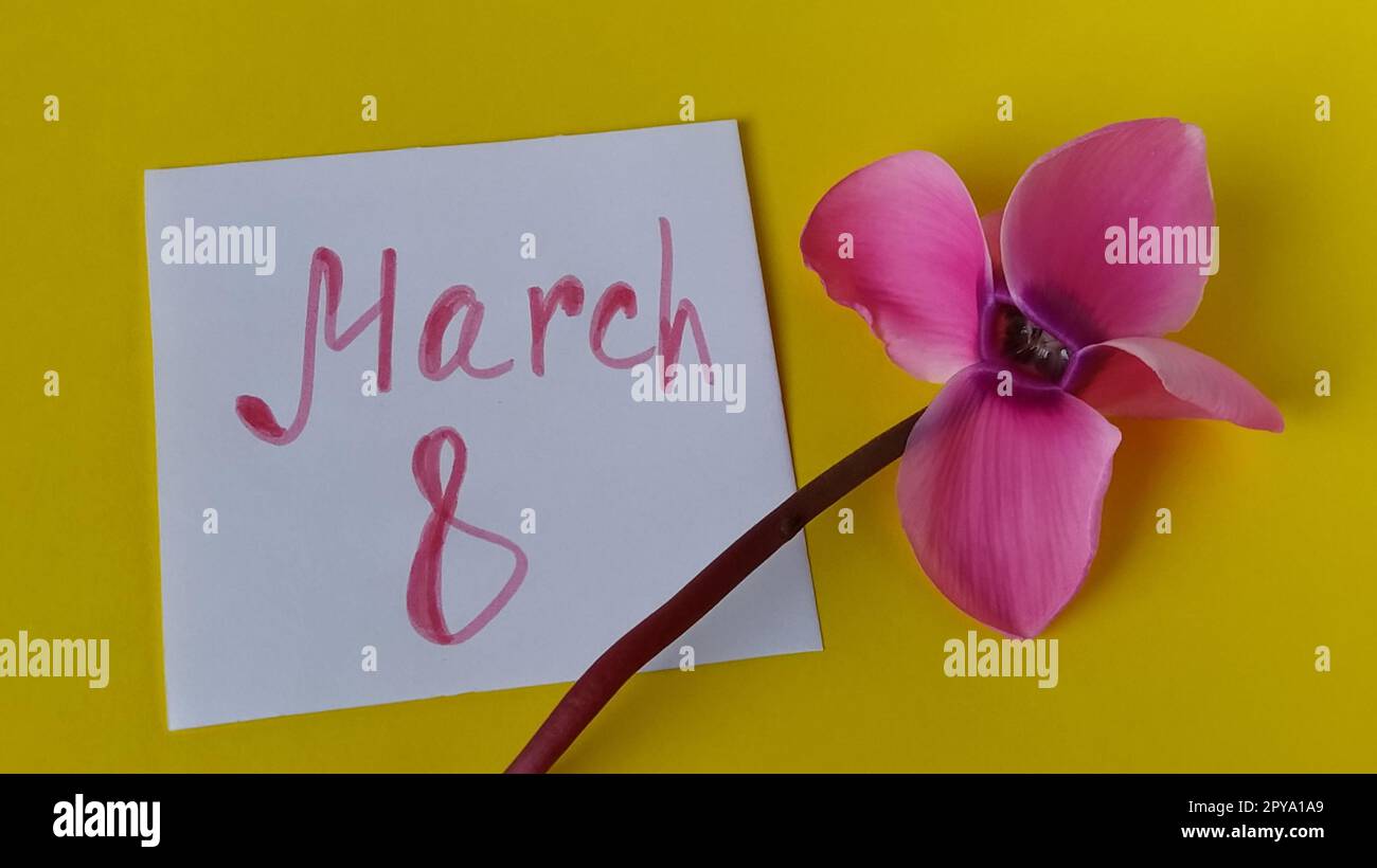 White blank sheet of paper on a yellow background. On the right is a pink cyclamen flower close-up. The inscription March 8 Stock Photo