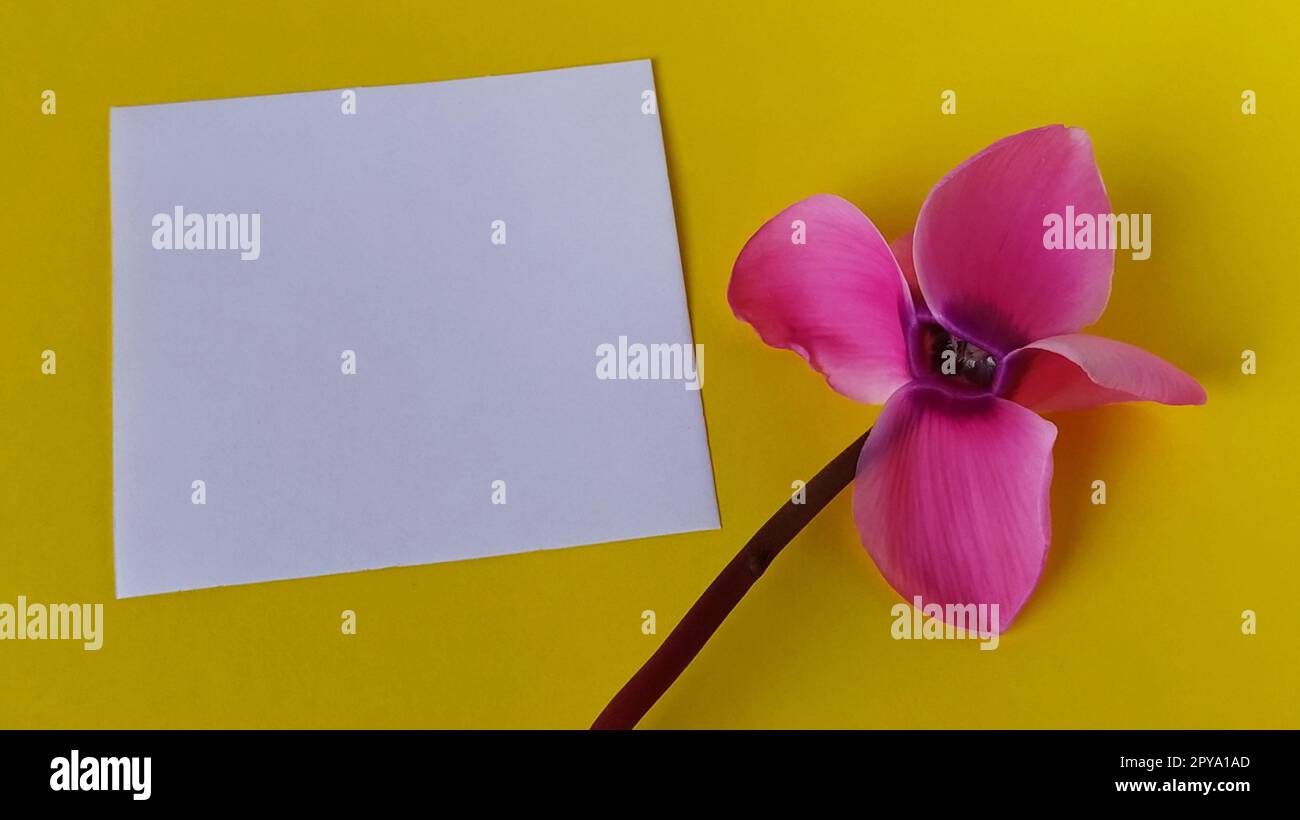 White blank sheet of paper on a yellow background. On the right is a pink cyclamen flower close-up. Copy space Stock Photo