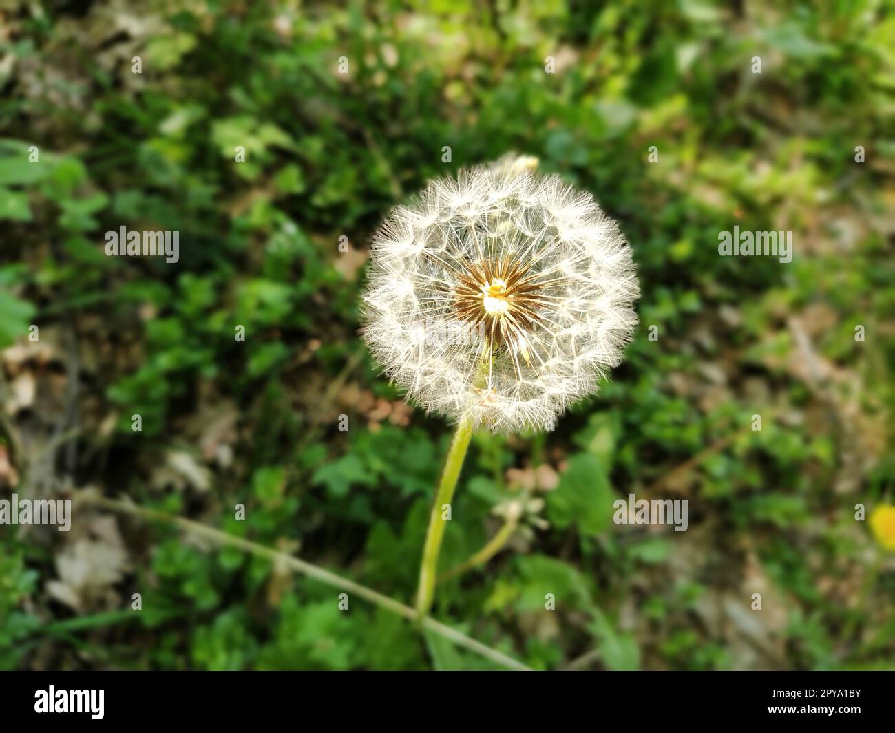 White dandelion with seeds. Forest lawn with melliferous plants. Lawn with flowers. Fluffy sphere or ball. Close up Stock Photo