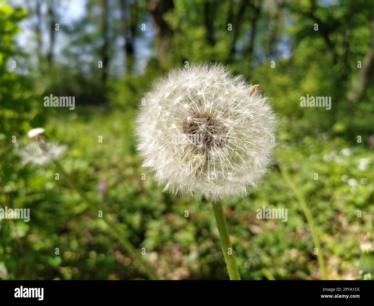 White dandelion with seeds. Forest lawn with melliferous plants. Lawn with flowers. Fluffy sphere or ball. Close up Stock Photo