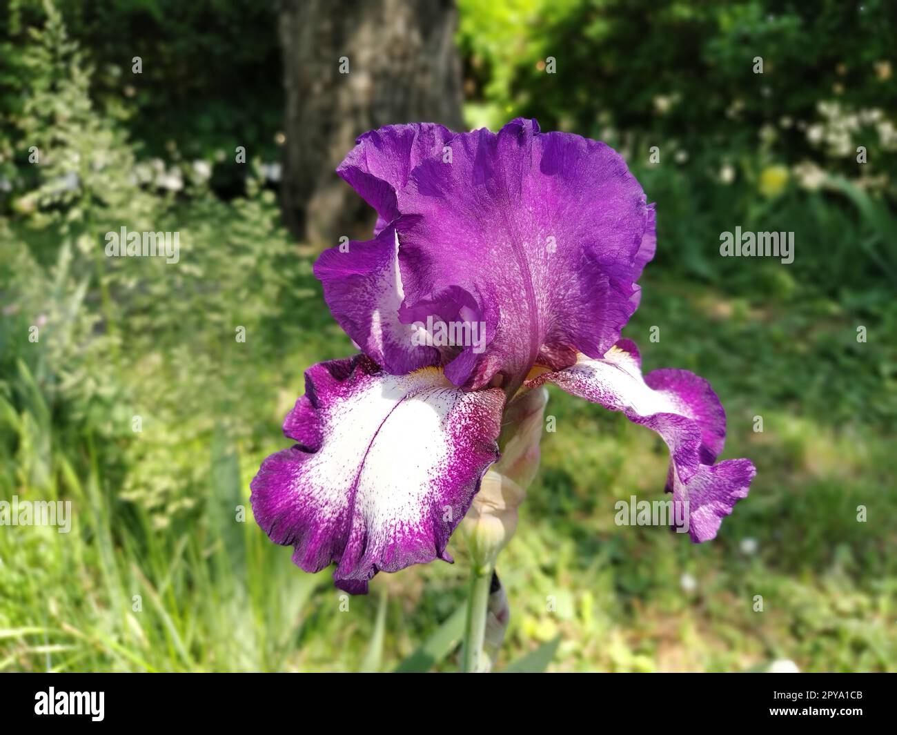 violet iris close-up. Graceful flower in the garden Stock Photo