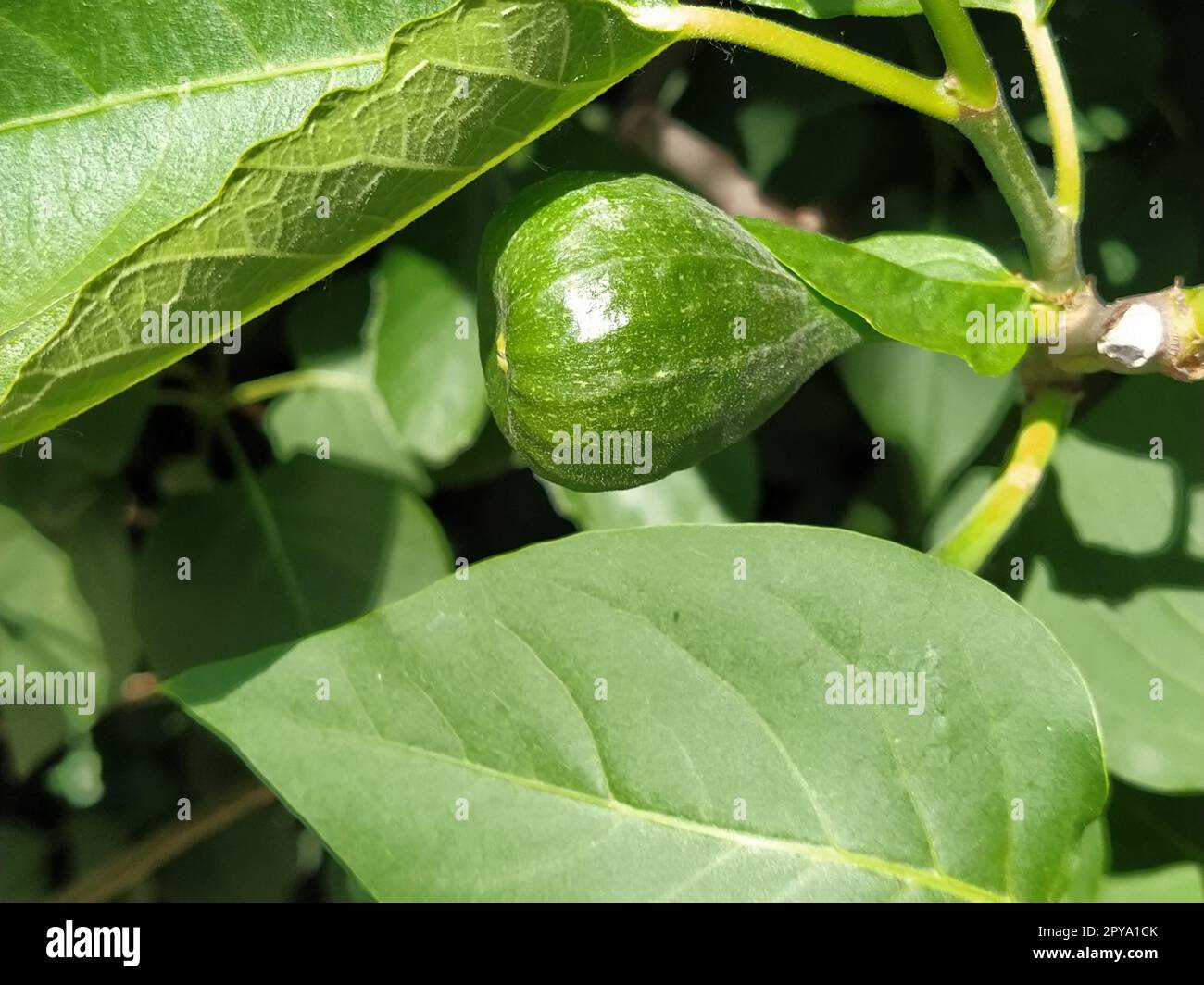 Green fig on a branch. Fig tree fruit close-up. Shiny green fig in the garden. Balkans. Production Agricultural production Stock Photo