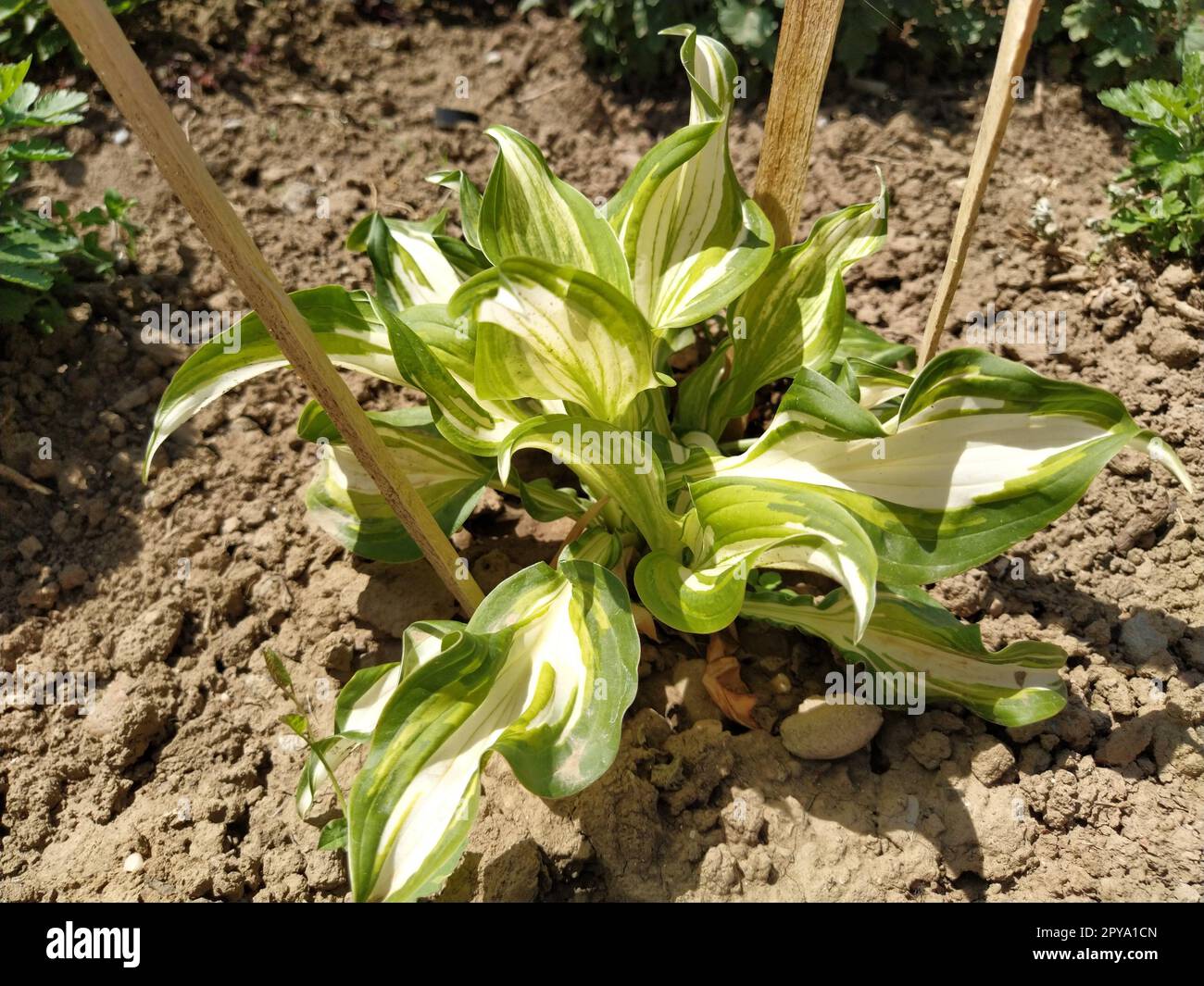 host plant. The young plant is fenced with wooden sticks. Genus of