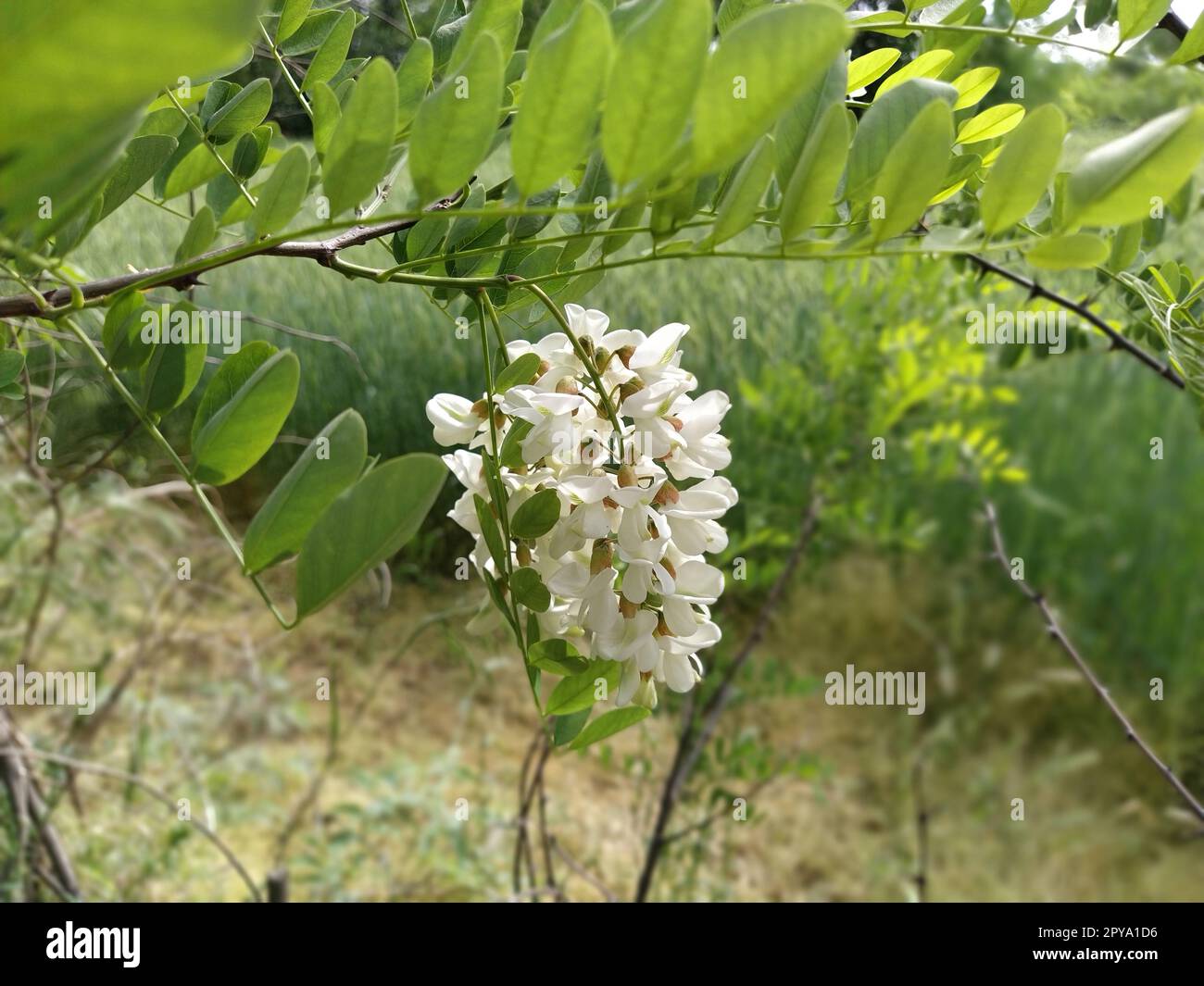Flowers of White Acacia. Robinia pseudoacacia, commonly known in its native territory as black locust. White fragrant flowers like a good honey plant. Attraction of bees and bumblebees Stock Photo