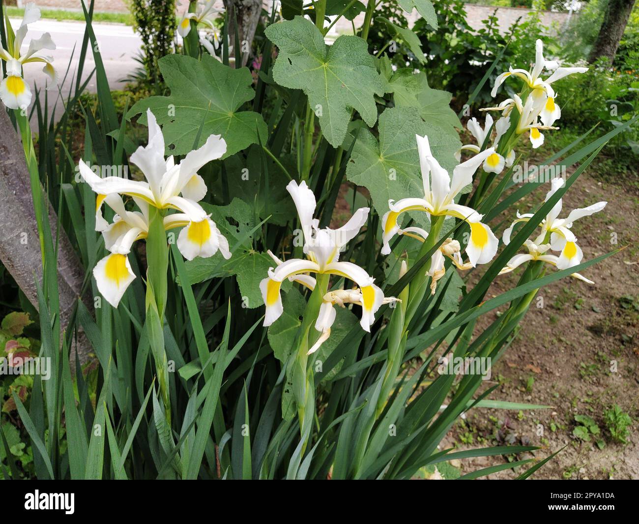 White irises with a yellow middle of the flower. Flowerbed in the garden with tall beautiful plants. Stock Photo