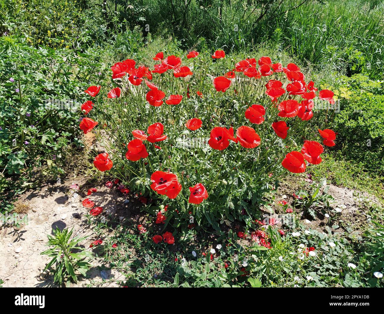Bush of wild red poppies. Beautiful wildflowers. Blurred background ...