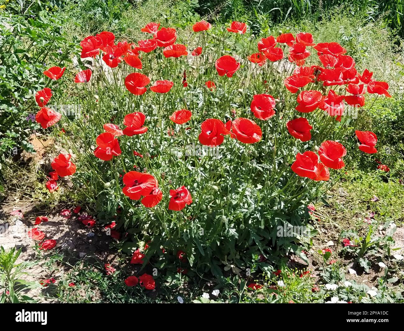 Blooming red poppy flowers on the side against a blue sky. Source of opium. Wild flowers on the field. Gentle poppy petals glistening in the bright sun. The wind blows flowers Stock Photo