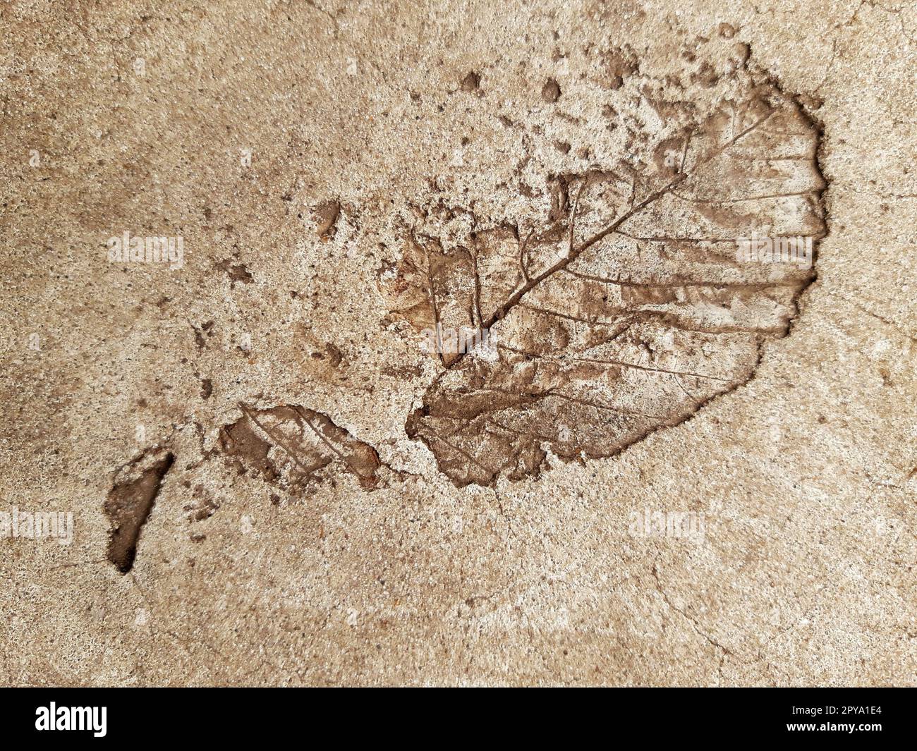 Fallen leaf print on concrete Stock Photo