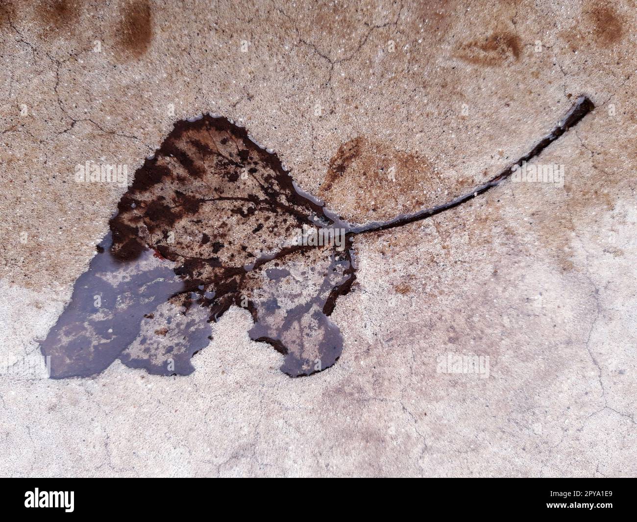 Fallen leaf print on concrete Stock Photo